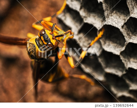 巣の上で芋虫団子を作るアシナガバチ Paper wasp forming a caterpillar 巣の上で芋虫団子を作るアシナガバチ Paper wasp forming a caterpillar 139692644