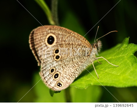 葉に止まるヒメウラナミジャノメ Small three-ring butterfly resting 葉に止まるヒメウラナミジャノメ Small three-ring butterfly resting 139692645
