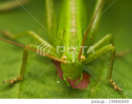 ヤブキリ Bush cricket (katydid) ヤブキリ Bush cricket (katydid) 139692649