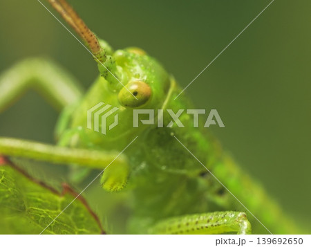 ヤブキリ Bush cricket (katydid) 139692650