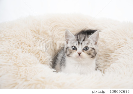 白背景とピンクのベッドに入ったスコティシュフォールドの仔猫 139692653