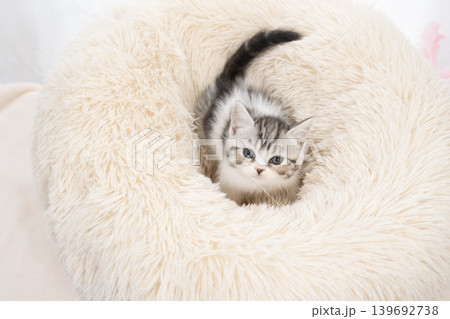白背景とベッドに入ったスコティッシュフォールドの仔猫 139692738