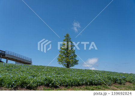 兵庫県立公園あわじ花さじき 139692824