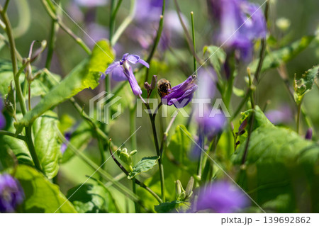 兵庫県立公園あわじ花さじき 兵庫県立公園あわじ花さじき 139692862