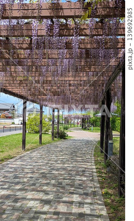 京都市の上開ノ内児童公園の藤棚 京都市の上開ノ内児童公園の藤棚 139692985
