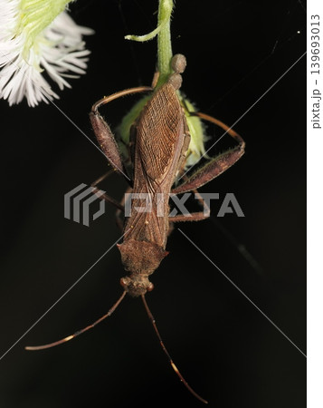 産卵するホソヘリカメムシ Riptortus pedestris laying eggs 139693013