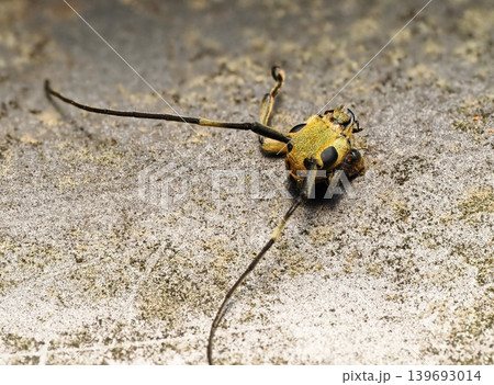 鳥に捕食されたヤツメカミキリの生首 Pruned head of a longhorn beetle 鳥に捕食されたヤツメカミキリの生首 Pruned head of a longhorn beetle 139693014