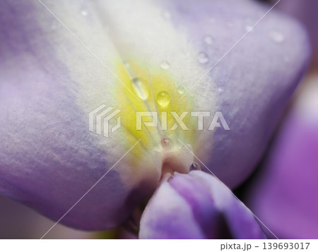 藤の花のクローズアップ Close-up of wisteria flowers 139693017