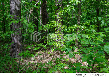 Lush greenery of forest trees in the rays of the sun 139693045