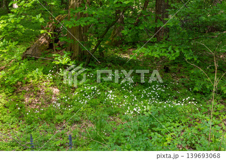 White wildflowers blooming on the forest floor in spring. White wildflowers blooming on the forest floor in spring. 139693068