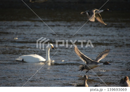 飛び立つカモ たたずむ白鳥（植松橋 西側･荒川河畔／埼玉県深谷市） 139693069