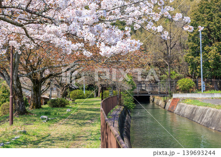京都の春の琵琶湖疏水(山科疏水)と桜　第三トンネル東口 139693244