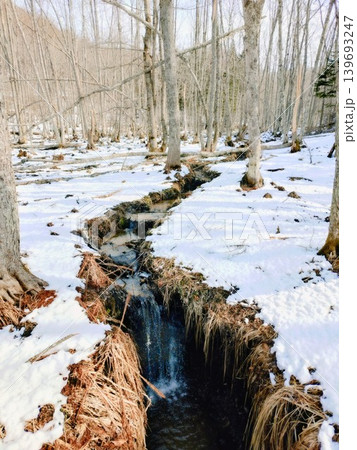 大地の裂け目を潤す、早春の湿原に湧き出る清らかな雪解け水 大地の裂け目を潤す、早春の湿原に湧き出る清らかな雪解け水 139693247