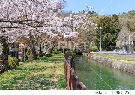 京都の春の琵琶湖疏水(山科疏水)と桜　第三トンネル東口 139693259