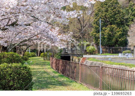 京都の春の琵琶湖疏水(山科疏水)と桜　第三トンネル東口 139693263