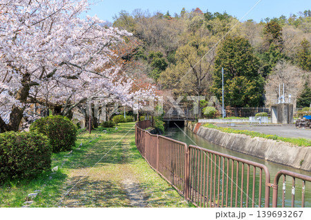 京都の春の琵琶湖疏水(山科疏水)と桜 第三トンネル東口 京都の春の琵琶湖疏水(山科疏水)と桜 第三トンネル東口 139693267