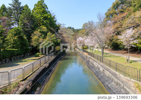 京都の春の琵琶湖疏水(山科疏水)と桜 大岩橋からの眺め 京都の春の琵琶湖疏水(山科疏水)と桜 大岩橋からの眺め 139693306