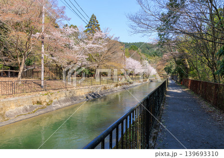 京都の春の琵琶湖疏水(山科疏水)と桜 本圀寺周辺 京都の春の琵琶湖疏水(山科疏水)と桜 本圀寺周辺 139693310