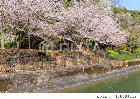 京都の春の琵琶湖疏水(山科疏水)と桜 本圀寺周辺 京都の春の琵琶湖疏水(山科疏水)と桜 本圀寺周辺 139693318