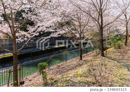京都の春の琵琶湖疏水(山科疏水)と桜 本圀寺周辺 京都の春の琵琶湖疏水(山科疏水)と桜 本圀寺周辺 139693323