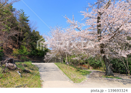 京都の春の琵琶湖疏水(山科疏水)と桜 山科展望広場 京都の春の琵琶湖疏水(山科疏水)と桜 山科展望広場 139693324