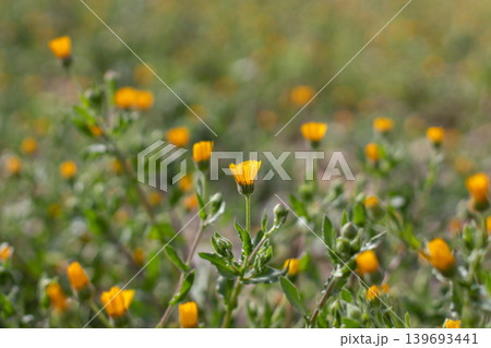 Calendula arvensis field marigold closed yellow flower at sunset garden bokeh Calendula arvensis field marigold closed yellow flower at sunset garden bokeh 139693441
