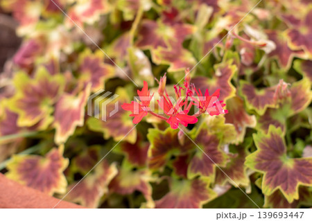 Pelargonium or geranium with jagged foliage with bronze center and chartreuse edge and bright orange flowers Pelargonium or geranium with jagged foliage with bronze center and chartreuse edge and bright orange flowers 139693447