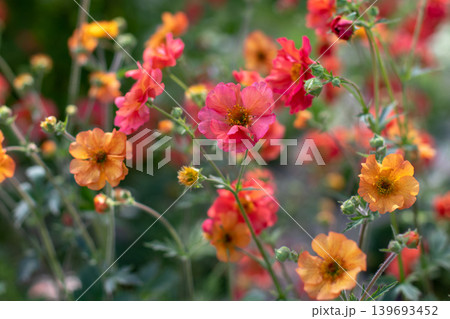 Bright geum flowers in red and orange tones on soft garden background Bright geum flowers in red and orange tones on soft garden background 139693452