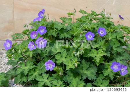 Purple blue geranium flowers with pale centers in cottage garden Purple blue geranium flowers with pale centers in cottage garden 139693453