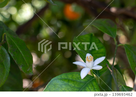 Orange tree blossom close up. Citrus flower and leaves with fruit bokeh background Orange tree blossom close up. Citrus flower and leaves with fruit bokeh background 139693462