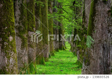 Tall yew trees line a narrow, mossy path Tall yew trees line a narrow, mossy path 139693526