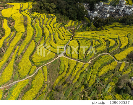 Golden canola fields ripple across rolling hills Golden canola fields ripple across rolling hills 139693527
