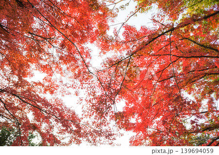 紅葉が空を覆う秋の静かな午後 紅葉が空を覆う秋の静かな午後 139694059