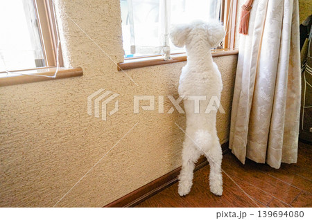 窓の外をじっと見つめる白い犬の背中 窓の外をじっと見つめる白い犬の背中 139694080