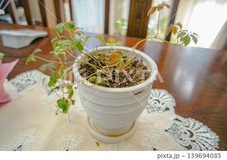 ダイニングに飾られた白い鉢の観葉植物 139694085