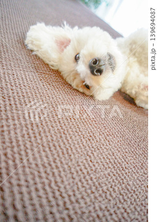 ふわふわの白い犬が日差しの中でくつろぐ ふわふわの白い犬が日差しの中でくつろぐ 139694087