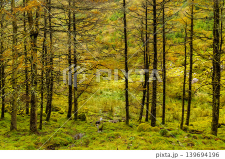 Moss covered ground and slender tree trunks create a dense woodland scene in a damp temperate forest. Moss covered ground and slender tree trunks create a dense woodland scene in a damp temperate forest. 139694196