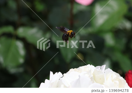 バラの蜜を吸うクマバチ バラの蜜を吸うクマバチ 139694278