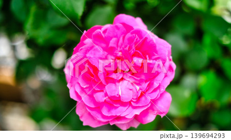 花が開き切っているピンクの薔薇 花が開き切っているピンクの薔薇 139694293