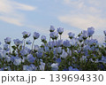 青い空とネモフィラ 139694330