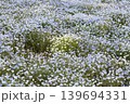 白いネモフィラ 139694331