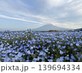 ネモフィラの花が咲き誇るネモフィラと富士山 139694334
