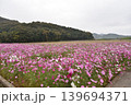 秋桜畑 139694371