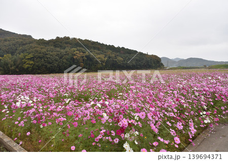 秋桜畑 139694371
