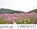 満開したコスモス 139694372