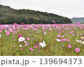 広がるコスモス 139694373