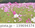 コスモス 139694374
