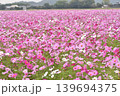 コスモス畑 139694375