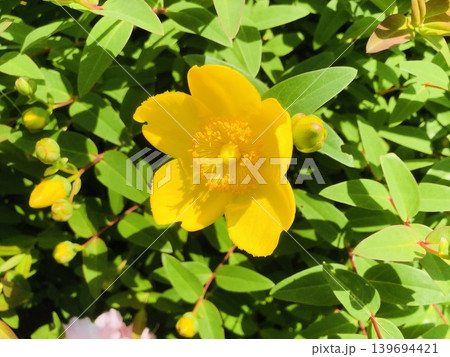 鮮やかな黄色いタイリンキンシバイの花 139694421
