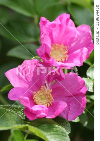 濃いピンクのハマユウの花 初夏の風景 濃いピンクのハマユウの花 初夏の風景 139694450